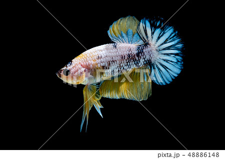 Betta fish Fight in the aquarium Betta fish Fight in the aquarium 48886148