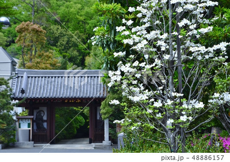 高輪の東禅寺 高輪の東禅寺 48886157