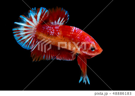 Betta fish Fight in the aquarium Betta fish Fight in the aquarium 48886183