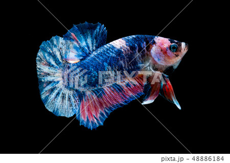 Betta fish Fight in the aquarium Betta fish Fight in the aquarium 48886184