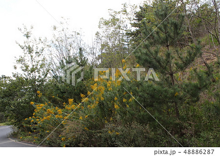 セイタカアワダチソウ セイタカアワダチソウ 48886287