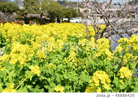 菜の花畑 48886420