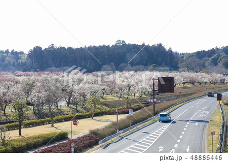 令和の梅　偕楽園　水戸の梅まつり　紅梅　白梅　梅林と道路 48886446