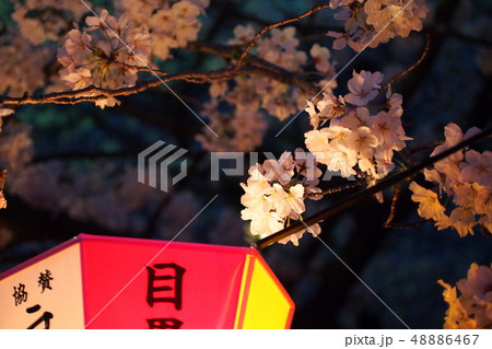 中目黒 桜 花見 目黒川 Nakameguro Sakura Hanami Megurogawa 中目黒 桜 花見 目黒川 Nakameguro Sakura Hanami Megurogawa 48886467