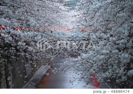 中目黒 桜 花見 目黒川 Nakameguro Sakura Hanami Megurogawa 中目黒 桜 花見 目黒川 Nakameguro Sakura Hanami Megurogawa 48886474
