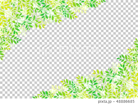 樹上新鮮綠葉的清爽圖像 48886685