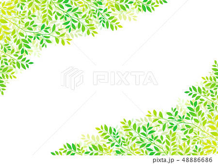 背景素材_ 若葉 青葉 新緑 48886686