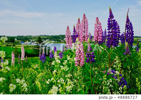 ルピナス（プリンスエドワード島（カナダ）） 48886727