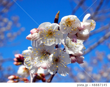 春空と雪割桜（cherry blossom） 48887145