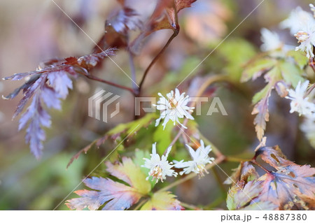セリバオウレンの花 セリバオウレンの花 48887380