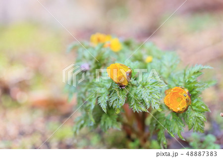フクジュソウの花 フクジュソウの花 48887383