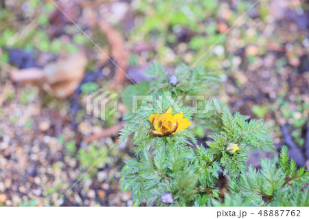 フクジュソウの花 フクジュソウの花 48887762