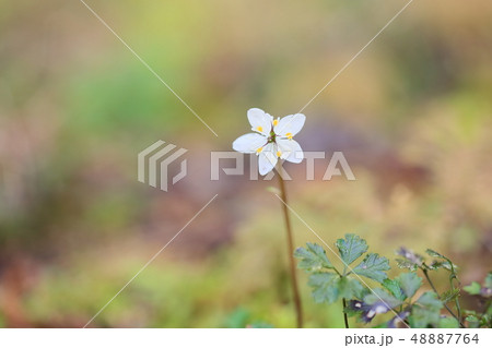 バイカオウレンの花 48887764