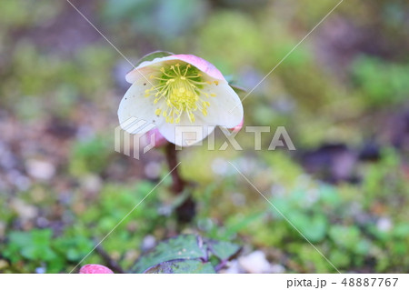 クリスマスローズの花 48887767