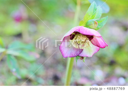 クリスマスローズの花 クリスマスローズの花 48887769