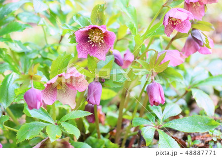 クリスマスローズの花 クリスマスローズの花 48887771