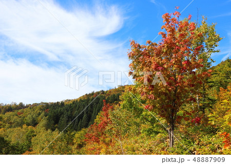 北海道 鷹栖町 山とモミジ 北海道 鷹栖町 山とモミジ 48887909