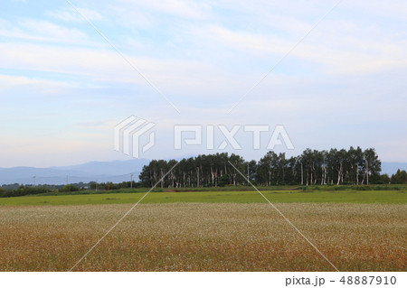 北海道 深川 蕎麦畑  北海道 深川 蕎麦畑  48887910