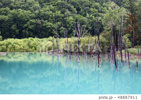北海道  美瑛 青い池 夏 48887911
