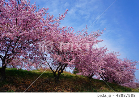 堤防に咲く河津桜 48887988