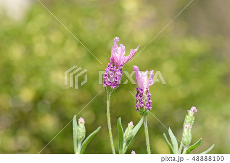 ラベンダー　フレンチラベンダー　 48888190