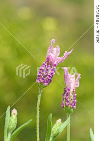 ラベンダー　フレンチラベンダー　 48888191