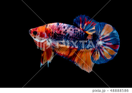 Betta fish Fight in the aquarium Betta fish Fight in the aquarium 48888586