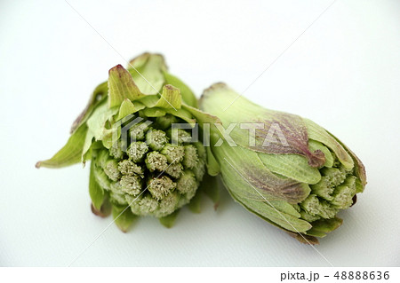 ふきのとう 48888636