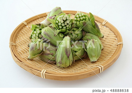 ふきのとう 48888638