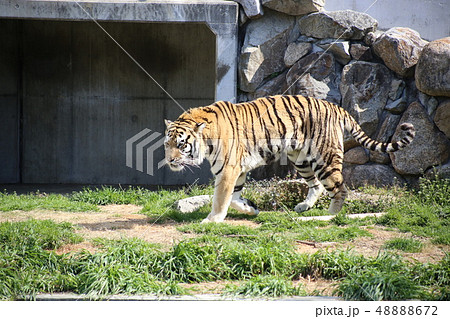 トラ 【 大阪市 天王寺動物園 ・ アムールトラ 】 トラ 【 大阪市 天王寺動物園 ・ アムールトラ 】 48888672