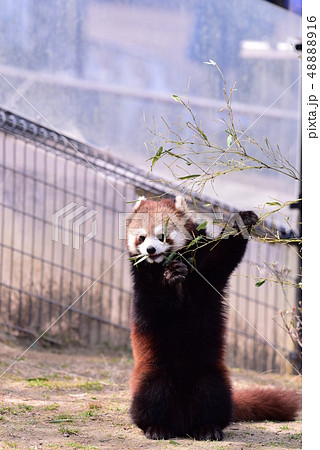 レッサーパンダ 48888916