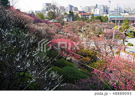 3月 池上44紅梅と白梅・池上梅園 3月 池上44紅梅と白梅・池上梅園 48889093