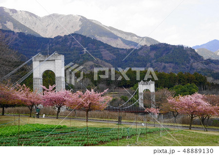 3月　秦野23ﾊｸﾓｸﾚﾝと河津桜･秦野戸川公園 48889130