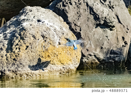 カワセミ ダイブ カワセミ ダイブ 48889371