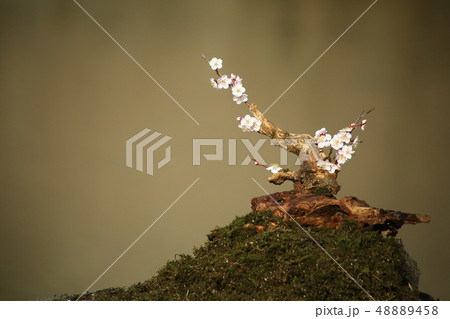 バンウルセ 鳥 新しい 48889458