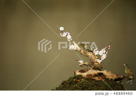 バンウルセ 鳥 新しい 48889460