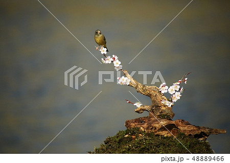 バンウルセ 鳥 新しい 48889466
