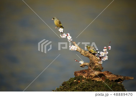 バンウルセ 鳥 新しい 48889470