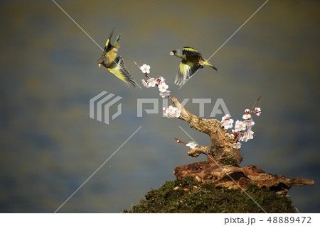 バンウルセ 鳥 新しい 48889472