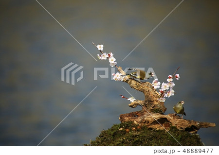 バンウルセ 鳥 新しい 48889477