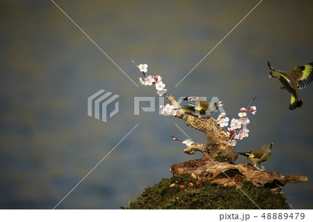 バンウルセ 鳥 新しい 48889479