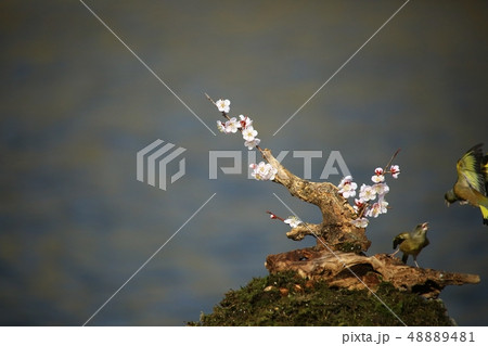 バンウルセ 鳥 新しい 48889481