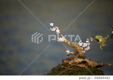 バンウルセ 鳥 新しい 48889482