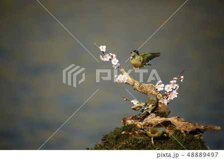 バンウルセ 鳥 新しい 48889497