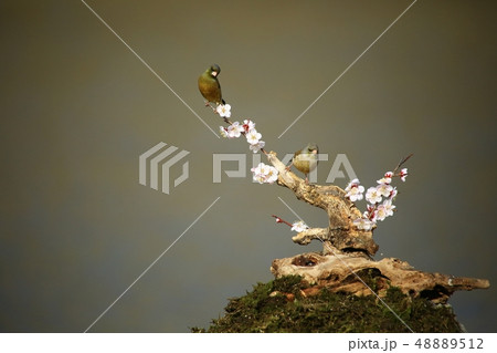 バンウルセ 鳥 新しい 48889512