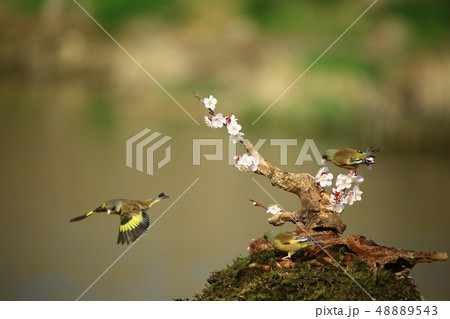 バンウルセ 鳥 新しい 48889543