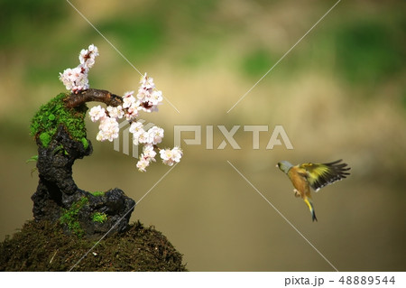 バンウルセ 鳥 新しい 48889544