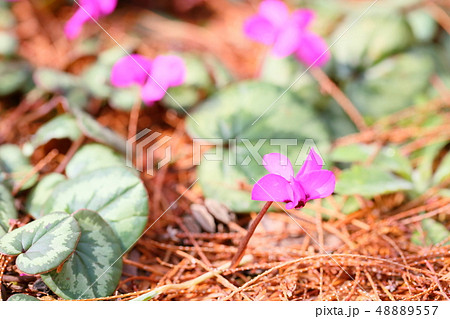 シクラメンの花 コウム シクラメンの花 コウム 48889557