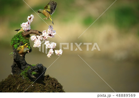 バンウルセ 鳥 新しい 48889569