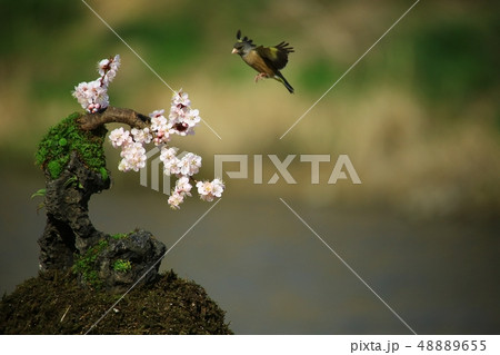 バンウルセ 鳥 新しい 48889655
